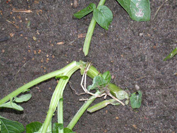 tomato pests and diseases