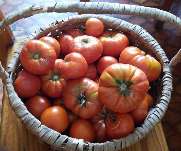 Nightshade Family: Growing Tomatoes