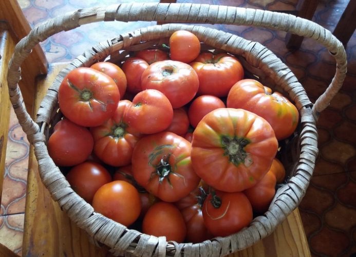 Nightshade Family: Growing Tomatoes