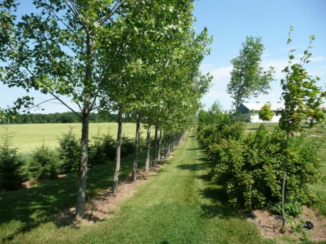 Plant Trees as Protection for Stock or Crops