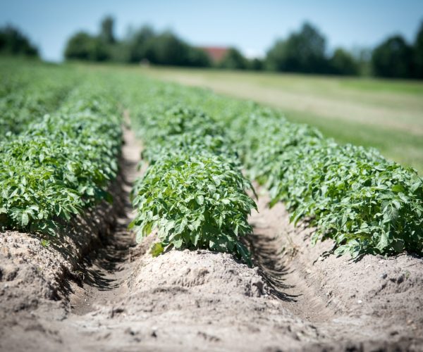 Nightshade Family: Potato Pests and Diseases