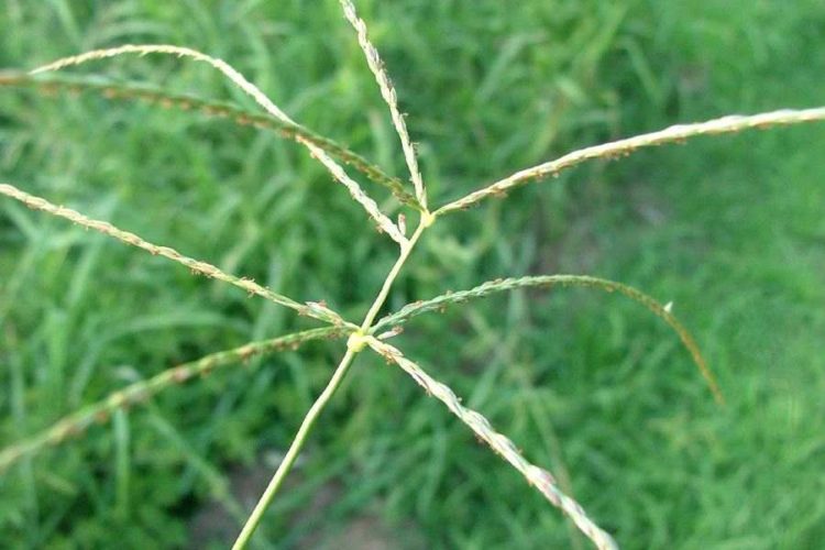 Planting Indigenous Grass For Livestock