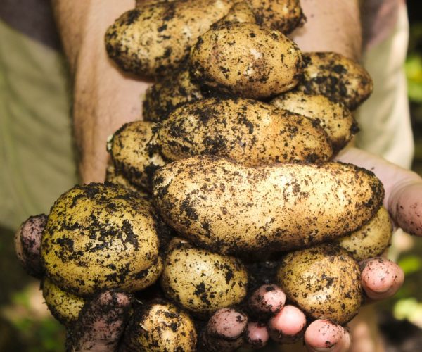 Nightshade Family: Growing Potatoes