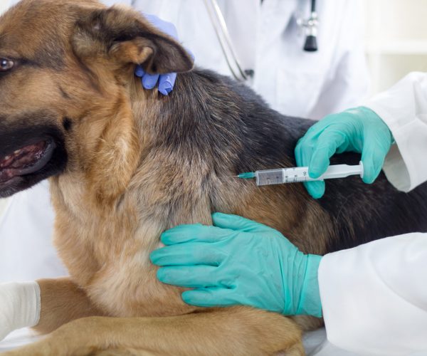 Increased Rabies in South Africa Cause For Concern