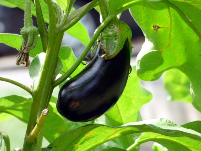 Nightshade Family: Growing Aubergine