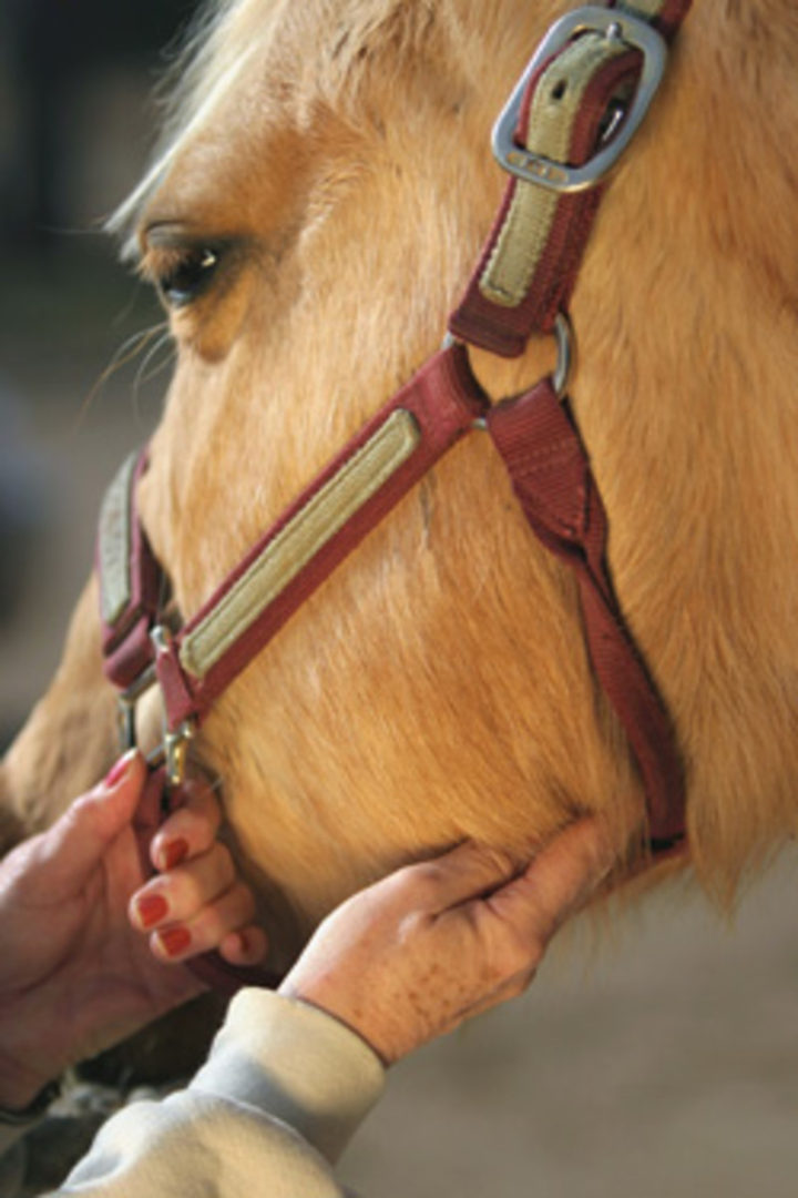 How To Check Your Horses' Health — SA Smallholder