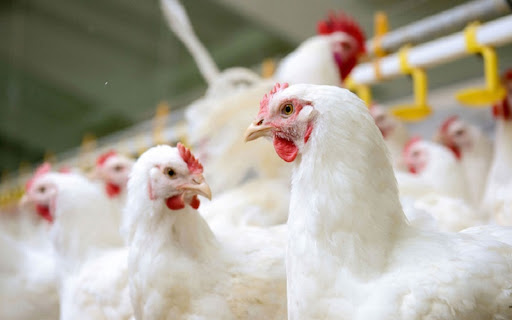 How To Establish A Biosecurity Plan For Poultry