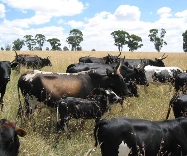Nguni Cattle: A Good Option For Your Plot