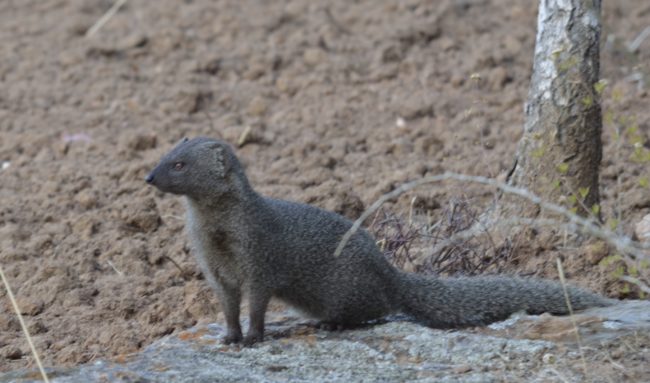 mongoose on smallholdings