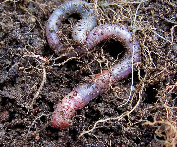 The Importance of Earthworms in the Soil