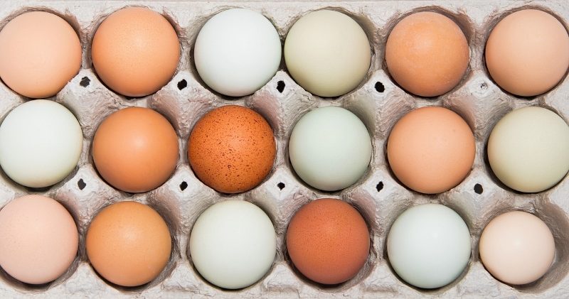Egg Production: How Does An Egg Form?
