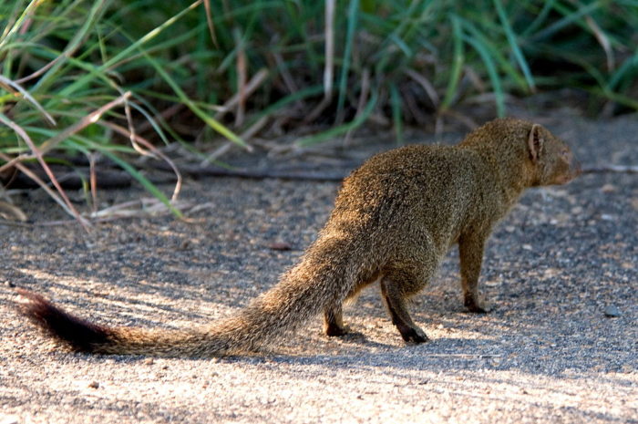 mongoose on smallholdings