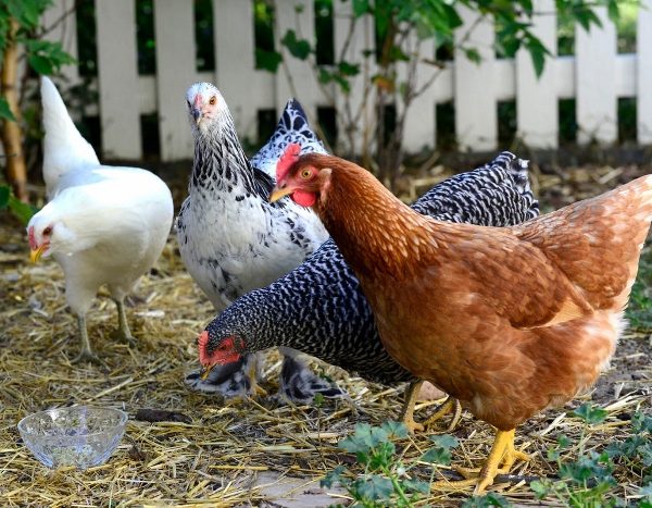 How to avoid scams in the poultry industry