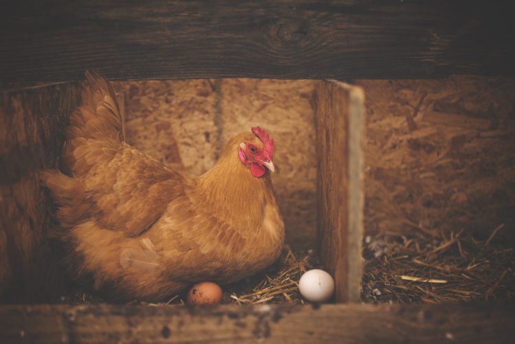 Choosing The Best Chickens For Eggs