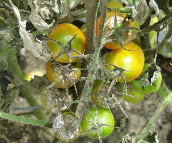 Plant Disease And Your Vegetables
