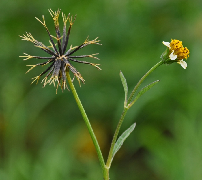 naturalised weeds