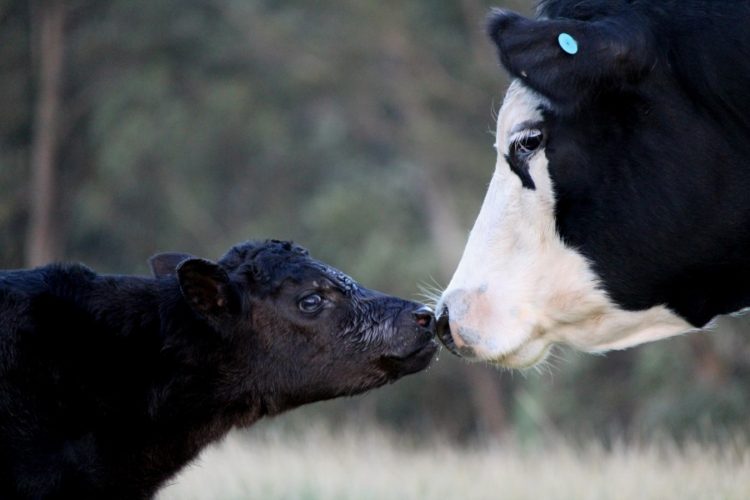 care of newborn calf