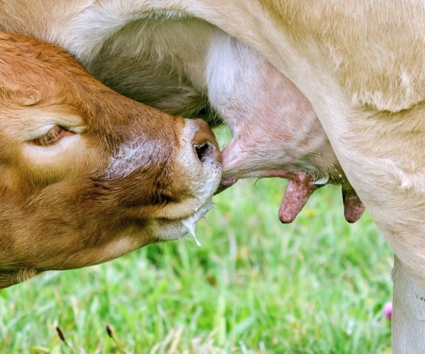 Dairy Farmers Can Prevent Bovine Mastitis