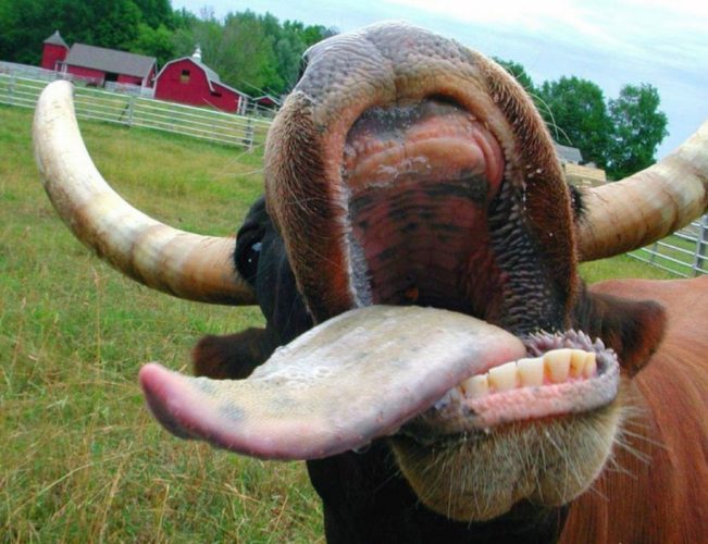 Teeth And Teeth Problems In Livestock