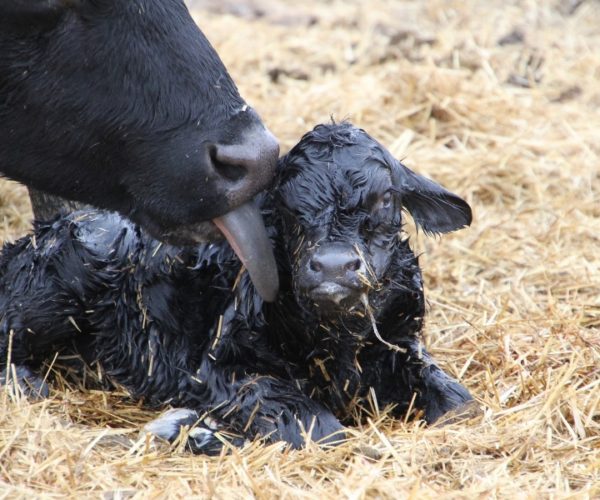 Taking Care of a Newborn Calf