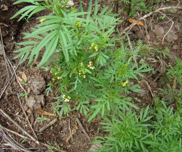 Naturalised Weeds: Some Good, Some Bad