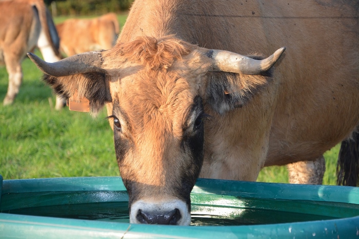 How To Keep Your Animals Watered