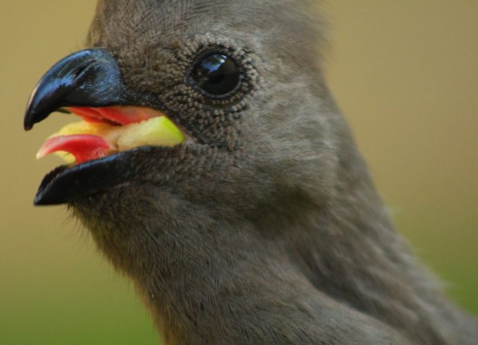 How To Stop Birds Eating Your Fruit