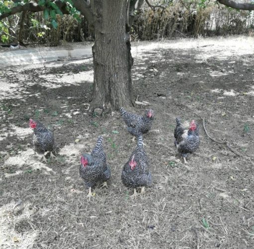 keeping your chickens cool