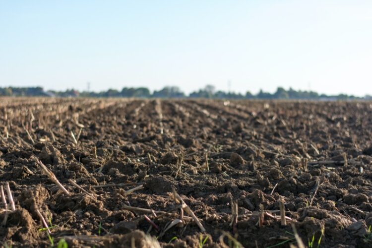 What Goes Into Healthy Organic Soil?