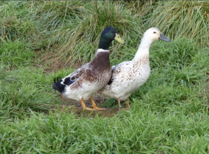 Keeping Ducks And Geese On A Plot