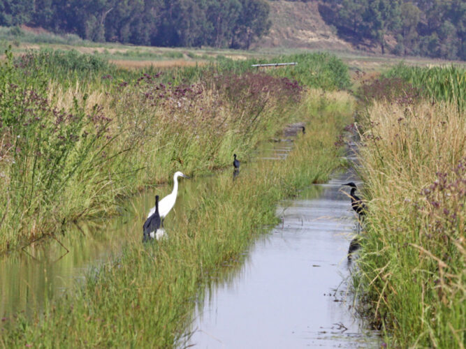Why Are Wetlands Important?