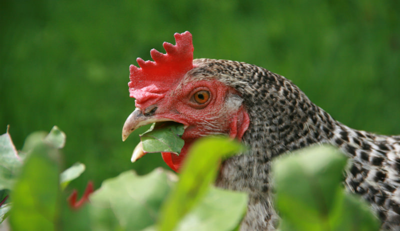 plant a chicken garden