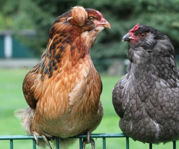Choose Your Chicken: Araucana Chickens
