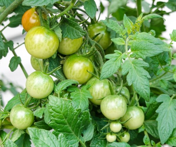 Care For Your Late-Summer Tomato Plants