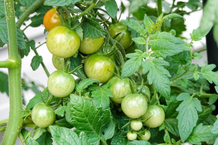 Care For Your Late-Summer Tomato Plants