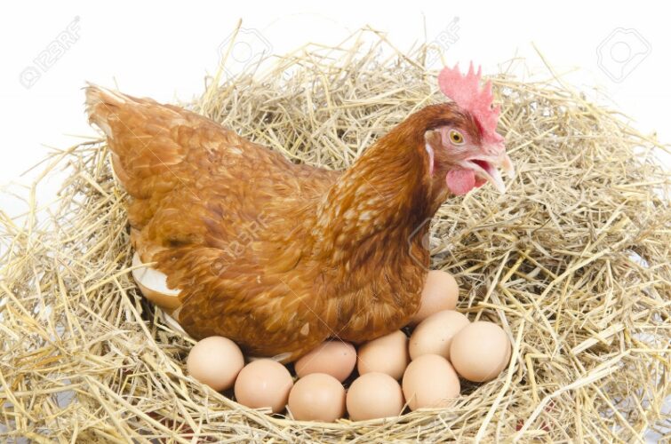 The Breeding Process Amongst Chickens