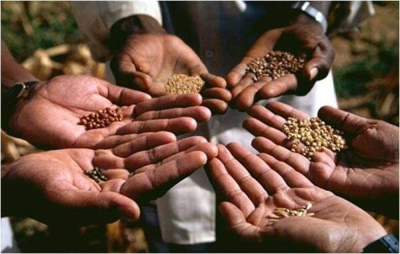 Different Types of Seeds