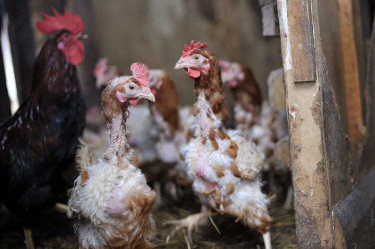 Moulting Chickens What You Need To Know SA Smallholder