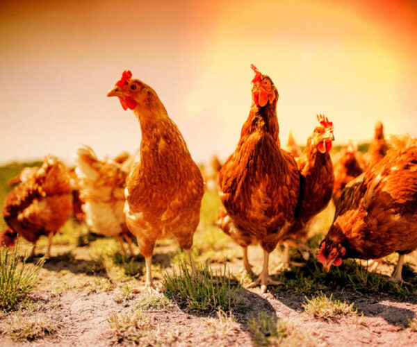 Effects Of Heat Stress On Chickens