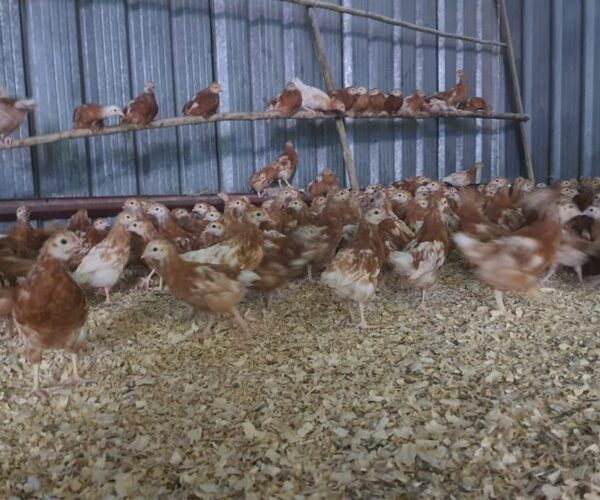 Mitigating Climate Change In Poultry Production