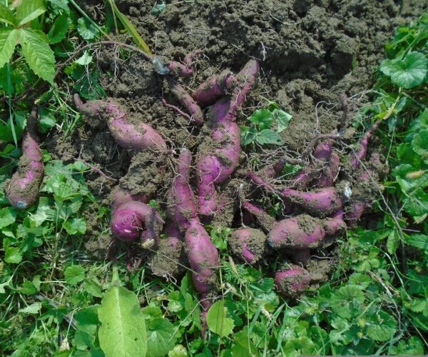 Let’s Grow Sweet Potatoes