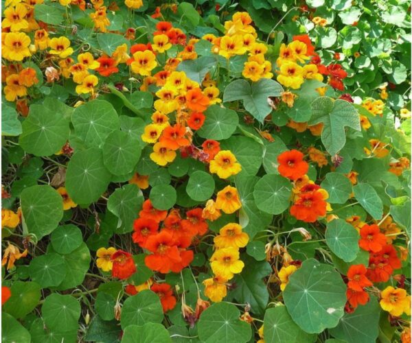 Nasturtium: A Colourful Plant With Many Uses