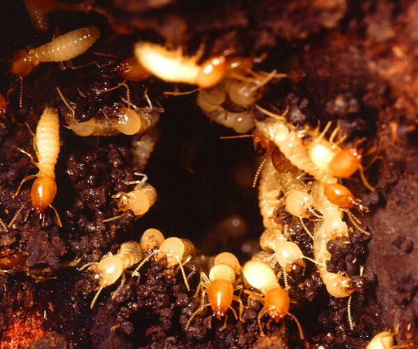 Grow To Love Your Termites