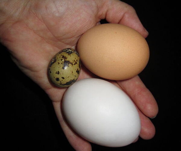 Comparing Duck Eggs With Chicken Eggs