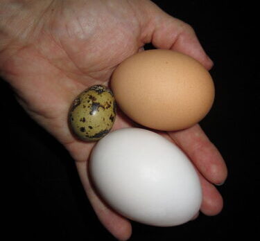 Comparing Duck Eggs With Chicken Eggs