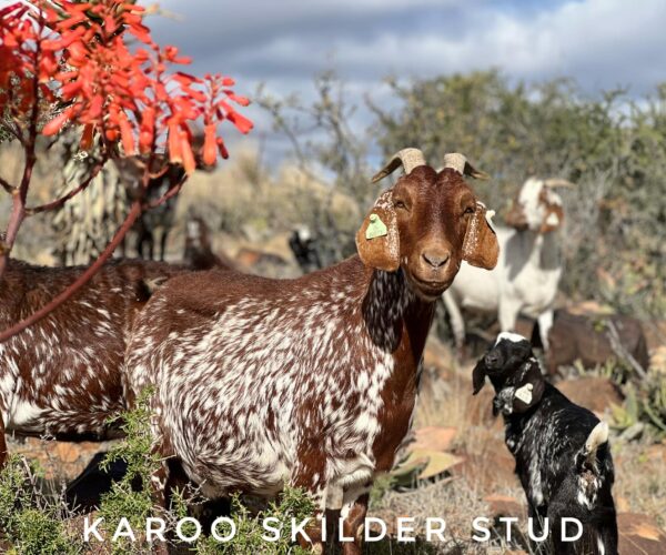 Here Are SA’s Most Popular Goat Breeds