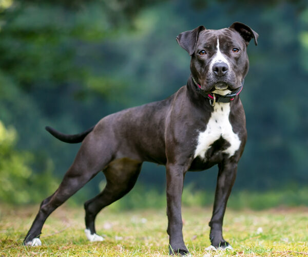 Keeping Guard Dogs On Your Plot