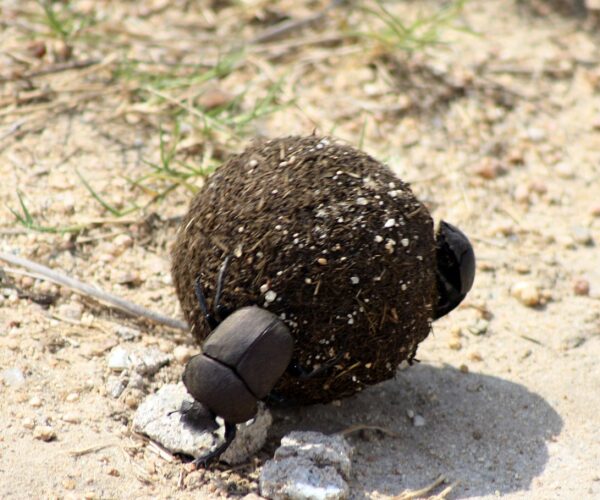 Know Your Plot’s Dung Beetles