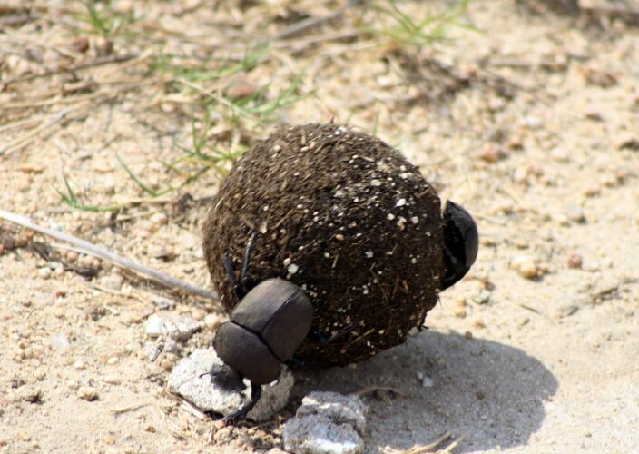 Know Your Plot’s Dung Beetles