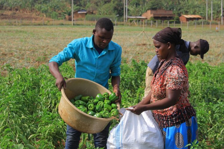 Agriculture Employs Almost One Million People